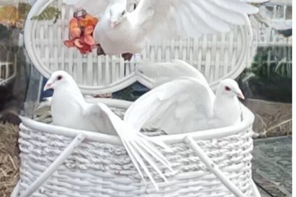 doves in heart shaped wicker basket