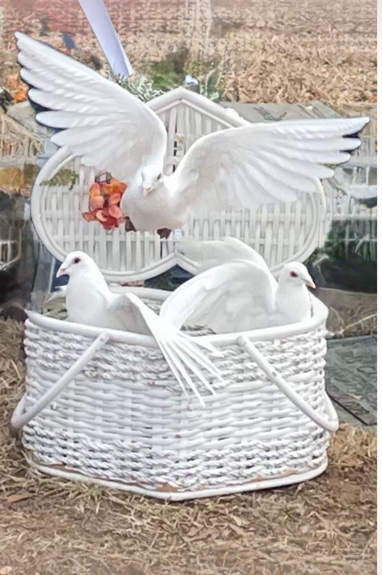 white dove release from heart shaped basket