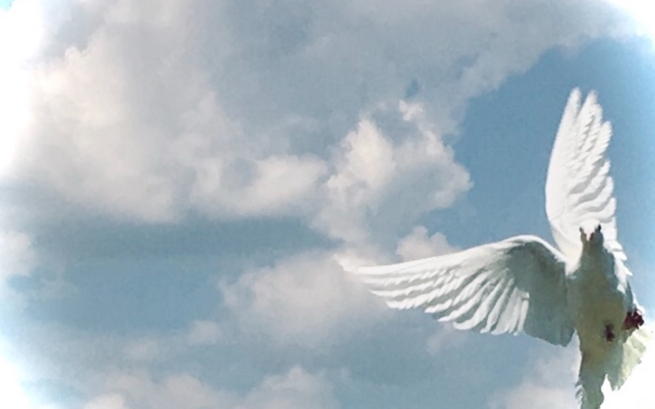 white dove flying