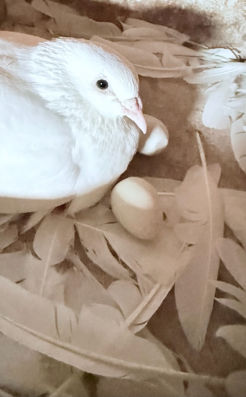 white dove with egg in nest